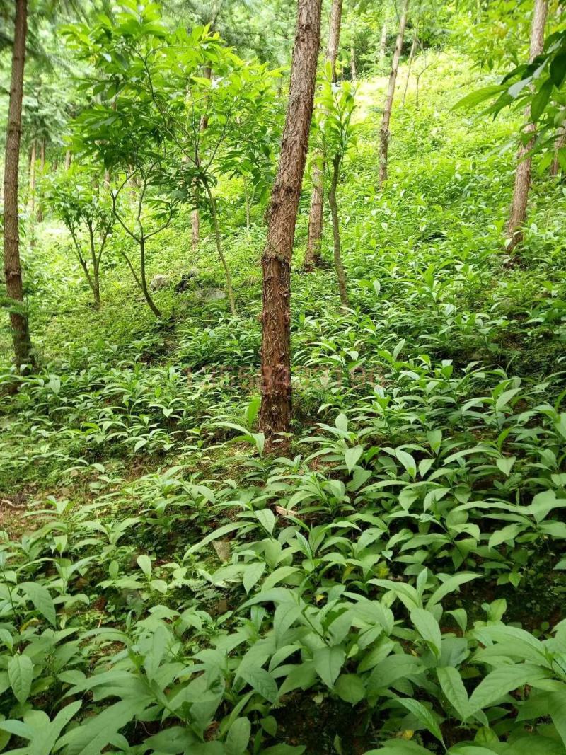 黄花倒水莲苗观林下喜阴药食同源种植