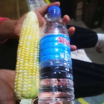 精品水果玉米