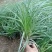青绿薹草盆栽莎草科多年生长寿草坪叶量大崂峪苔