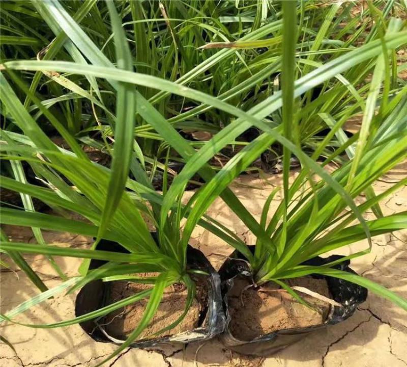 青绿薹草盆栽莎草科多年生长寿草坪叶量大崂峪苔