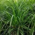 青绿薹草盆栽莎草科多年生长寿草坪叶量大崂峪苔