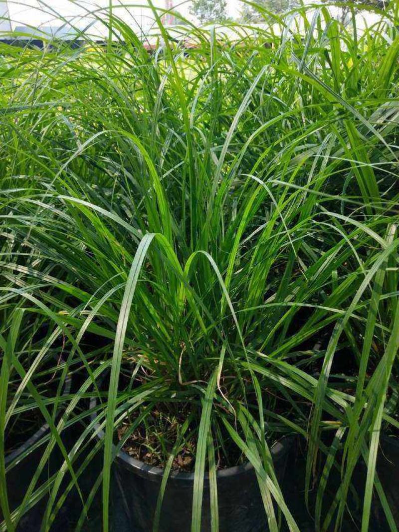 青绿薹草盆栽莎草科多年生长寿草坪叶量大崂峪苔