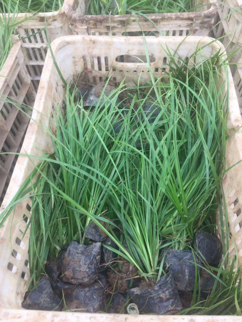 青绿薹草盆栽莎草科多年生长寿草坪叶量大崂峪苔