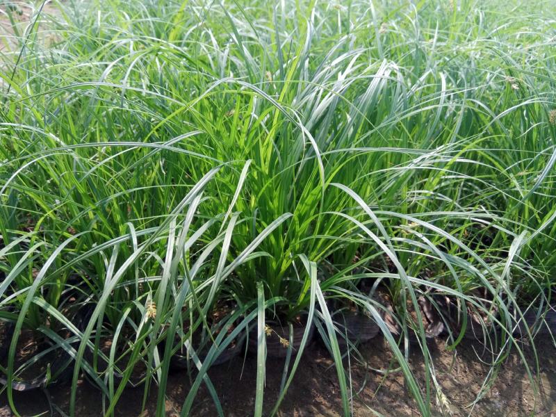 青绿薹草盆栽莎草科多年生长寿草坪叶量大崂峪苔