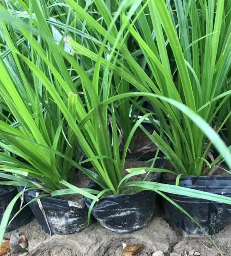 青绿薹草盆栽莎草科多年生长寿草坪叶量大崂峪苔
