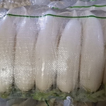 水洗精品白萝卜