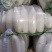 水洗精品白萝卜