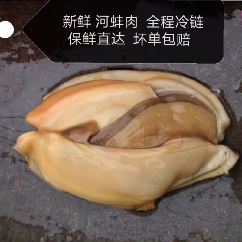 精品生鲜河蚌肉活体洗干净精肉都有，可供商超市场，欢迎合作