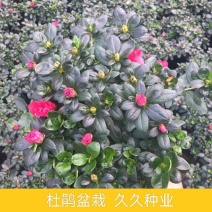 杜鹃花盆栽四季开花四季常青室内室外阳台花卉绿植盆景