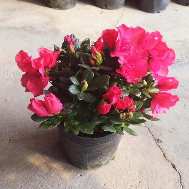 杜鹃花盆栽四季开花四季常青室内室外阳台花卉绿植盆景