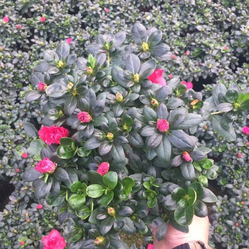 杜鹃花盆栽四季开花四季常青室内室外阳台花卉绿植盆景