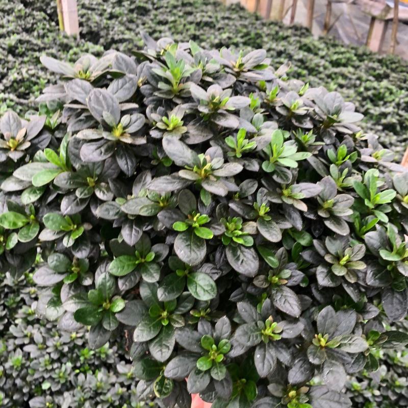杜鹃花盆栽四季开花四季常青室内室外阳台花卉绿植盆景