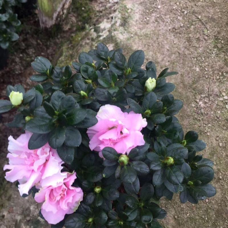 杜鹃花盆栽四季开花四季常青室内室外阳台花卉绿植盆景