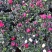 杜鹃花盆栽四季开花四季常青室内室外阳台花卉绿植盆景