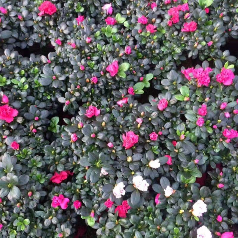 杜鹃花盆栽四季开花四季常青室内室外阳台花卉绿植盆景