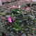 杜鹃花盆栽四季开花四季常青室内室外阳台花卉绿植盆景