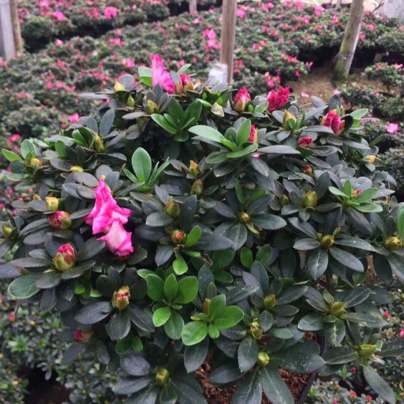 杜鹃花盆栽四季开花四季常青室内室外阳台花卉绿植盆景