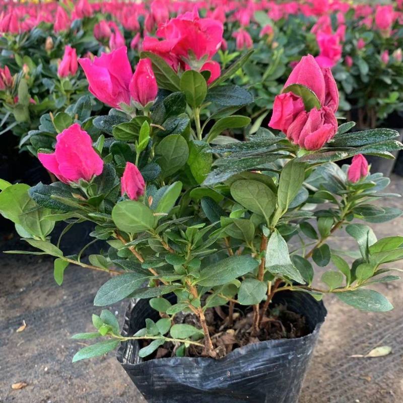 杜鹃花盆栽四季开花四季常青室内室外阳台花卉绿植盆景