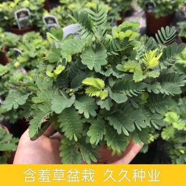 含羞草小盆栽室内阳台植物四季常青易种花卉怕羞草害羞草