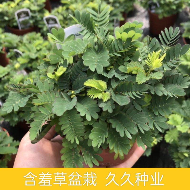 含羞草小盆栽室内阳台植物四季常青易种花卉怕羞草害羞草