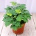 含羞草小盆栽室内阳台植物四季常青易种花卉怕羞草害羞草