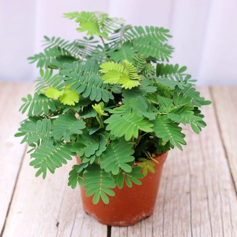 含羞草小盆栽室内阳台植物四季常青易种花卉怕羞草害羞草