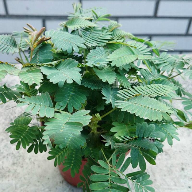 含羞草小盆栽室内阳台植物四季常青易种花卉怕羞草害羞草