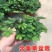含羞草小盆栽室内阳台植物四季常青易种花卉怕羞草害羞草