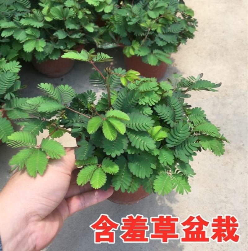 含羞草小盆栽室内阳台植物四季常青易种花卉怕羞草害羞草