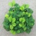 含羞草小盆栽室内阳台植物四季常青易种花卉怕羞草害羞草