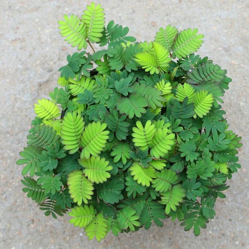 含羞草小盆栽室内阳台植物四季常青易种花卉怕羞草害羞草
