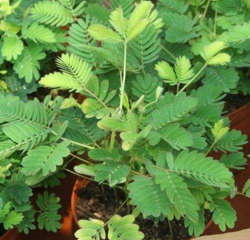 含羞草小盆栽室内阳台植物四季常青易种花卉怕羞草害羞草
