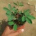 含羞草小盆栽室内阳台植物四季常青易种花卉怕羞草害羞草
