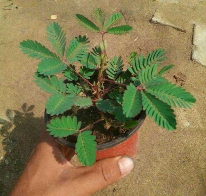 含羞草小盆栽室内阳台植物四季常青易种花卉怕羞草害羞草