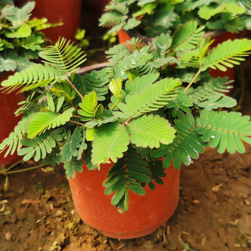 含羞草小盆栽室内阳台植物四季常青易种花卉怕羞草害羞草