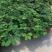 含羞草小盆栽室内阳台植物四季常青易种花卉怕羞草害羞草