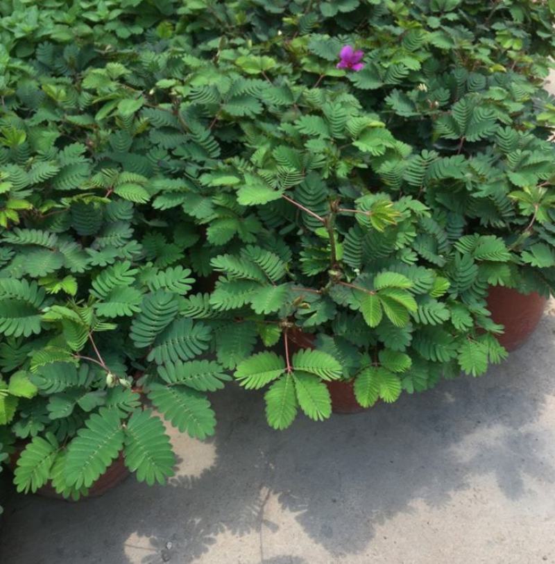 含羞草小盆栽室内阳台植物四季常青易种花卉怕羞草害羞草