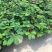 含羞草小盆栽室内阳台植物四季常青易种花卉怕羞草害羞草
