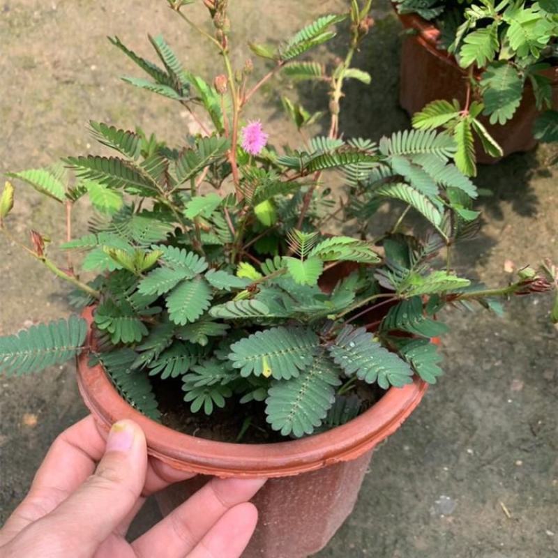含羞草小盆栽室内阳台植物四季常青易种花卉怕羞草害羞草
