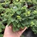 含羞草小盆栽室内阳台植物四季常青易种花卉怕羞草害羞草