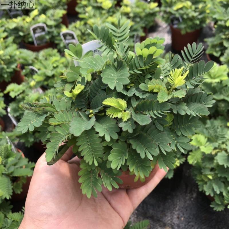 含羞草小盆栽室内阳台植物四季常青易种花卉怕羞草害羞草
