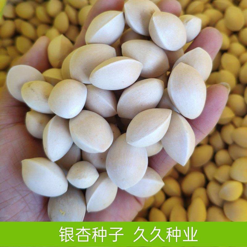 银杏种子精选优质种子白果树种子苗木树种子四季易活