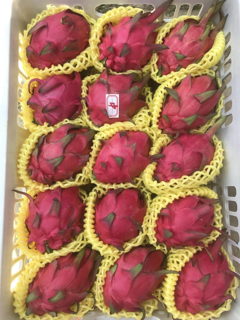 湛江热带水果精品货红心火龙果