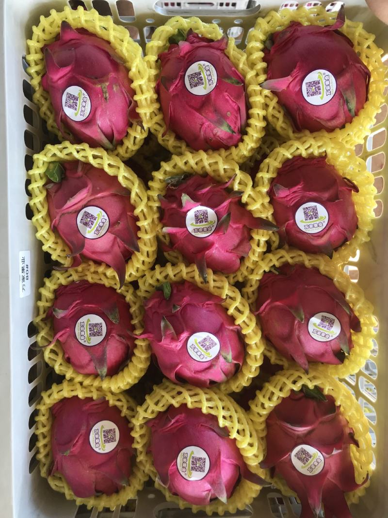 湛江热带水果精品货红心火龙果