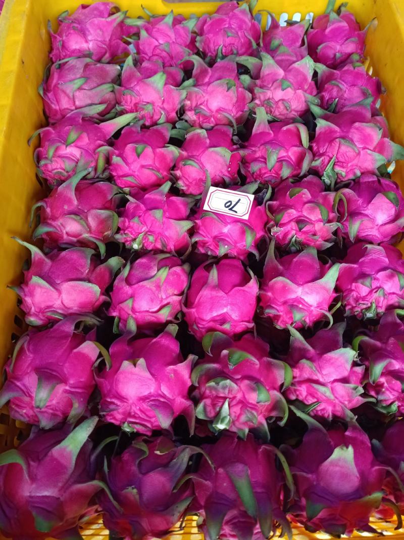湛江热带水果精品货红心火龙果