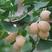 银杏种子精选优质种子白果树种子苗木树种子四季易活