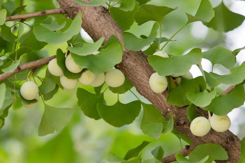 银杏种子精选优质种子白果树种子苗木树种子四季易活