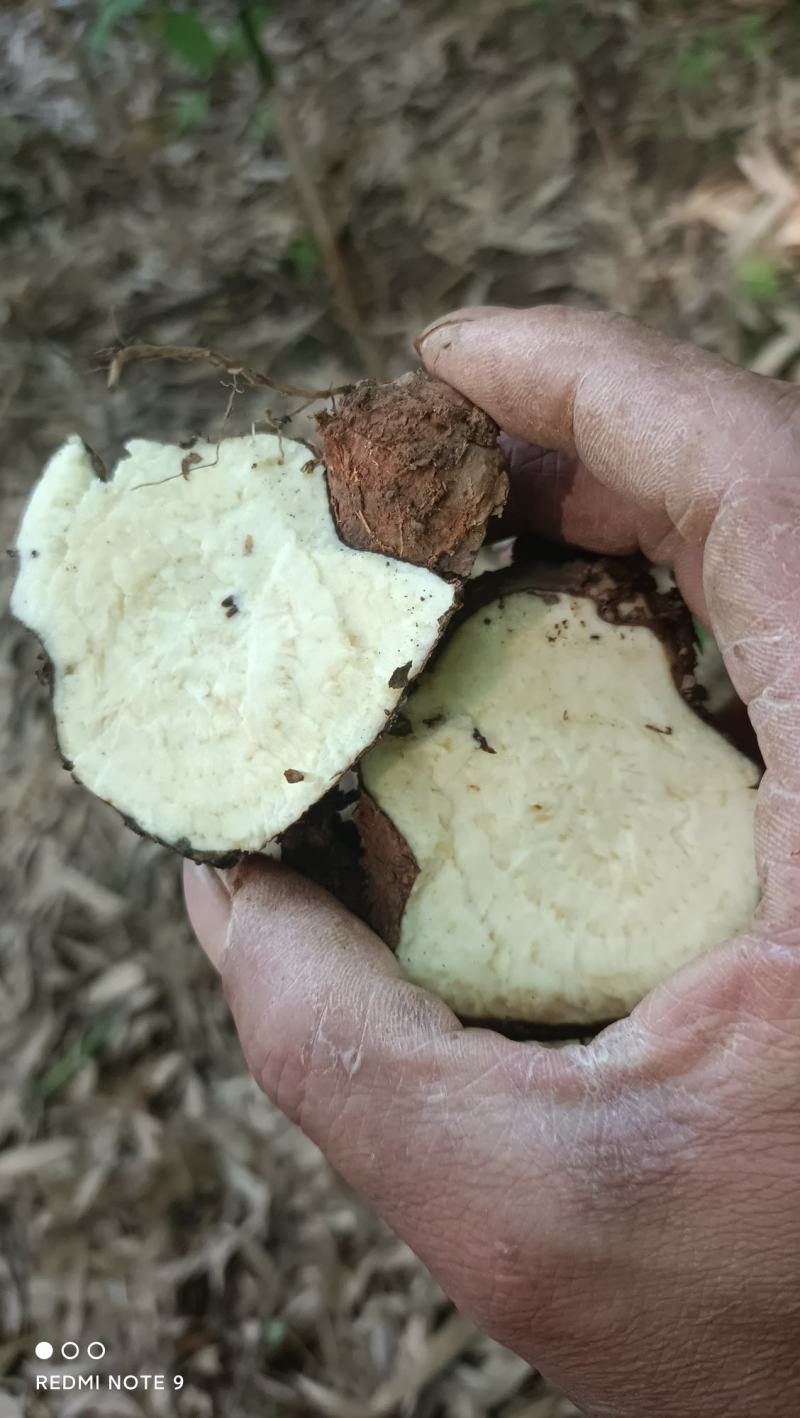 千金藤，地不容，山乌龟根茎鲜货可带苗，，，，，，