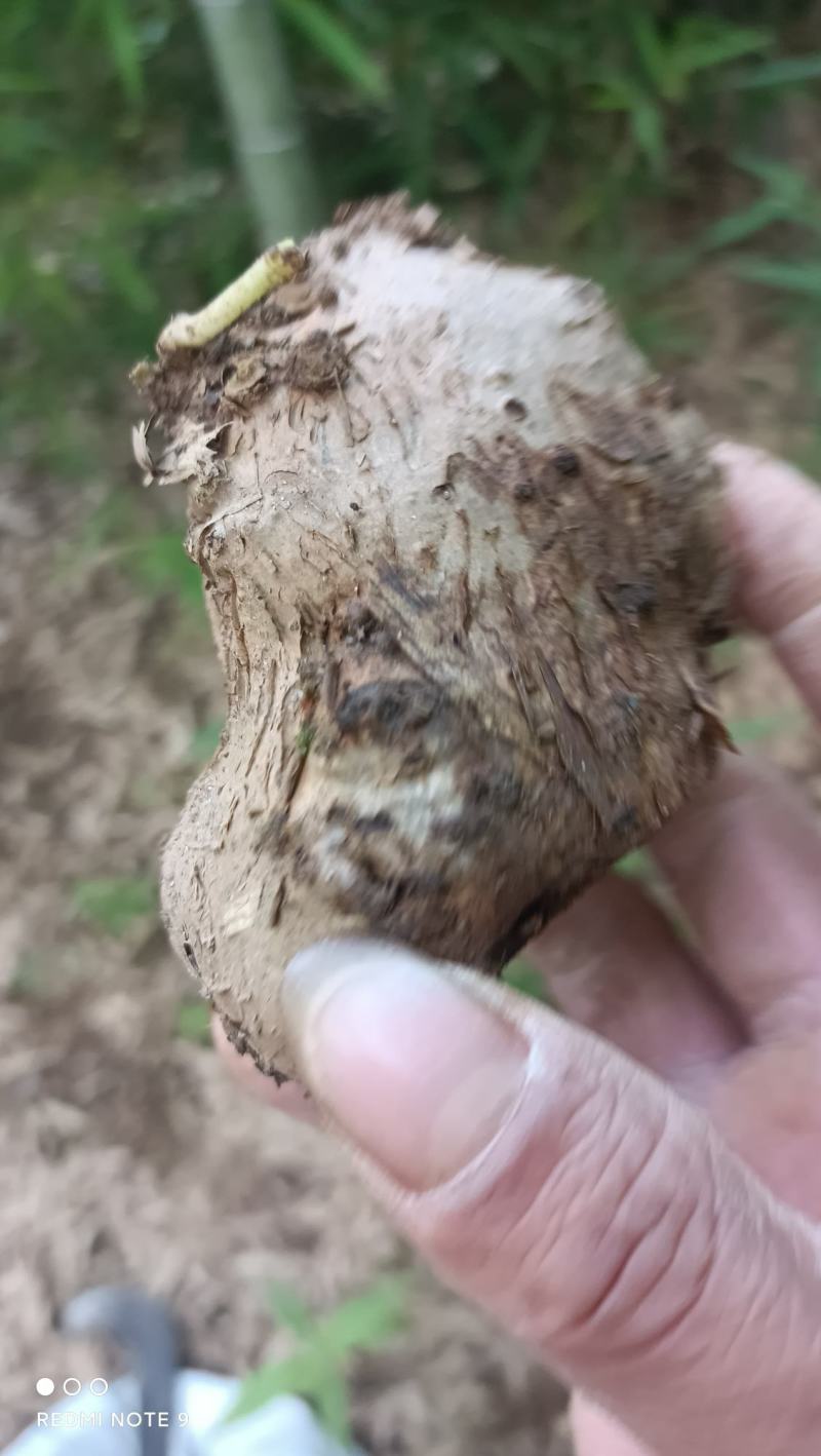 千金藤，地不容，山乌龟根茎鲜货可带苗，，，，，，