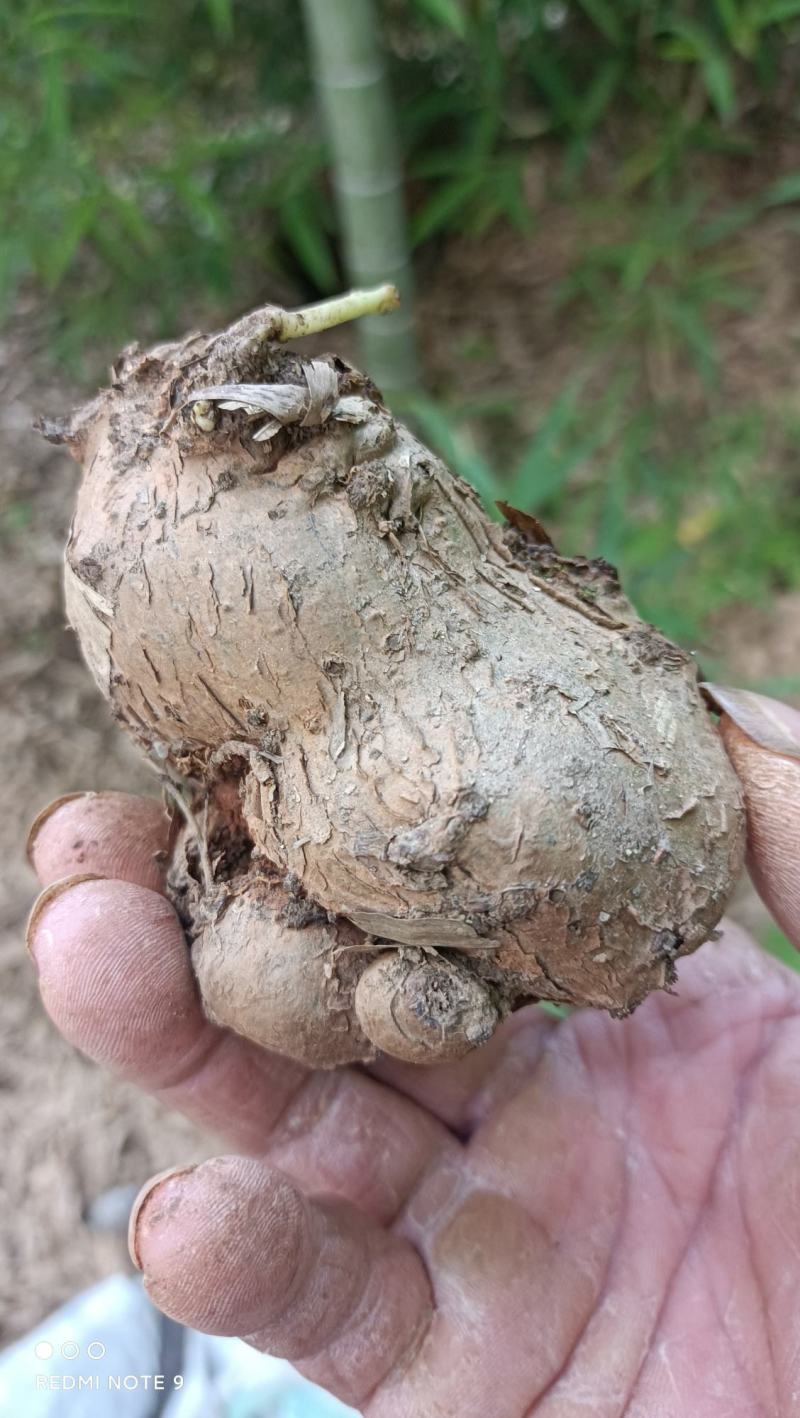 千金藤，地不容，山乌龟根茎鲜货可带苗，，，，，，